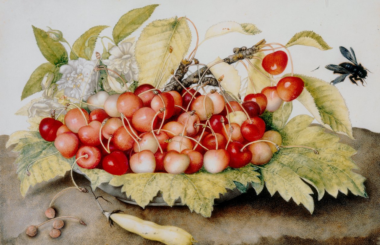 Plato de cerezas, vaina y abejorros de Giovanna Garzoni