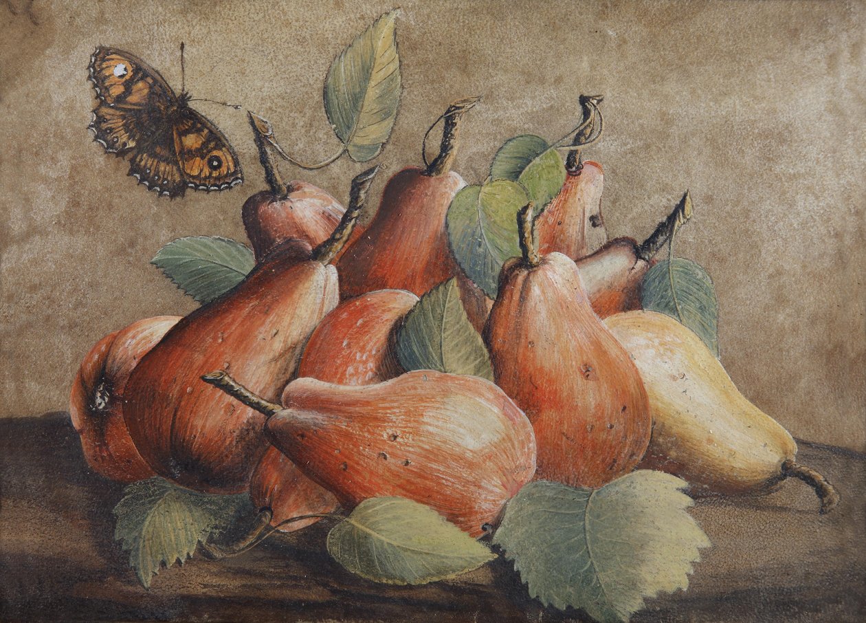 Naturaleza muerta con peras y una mariposa de Giovanna Garzoni