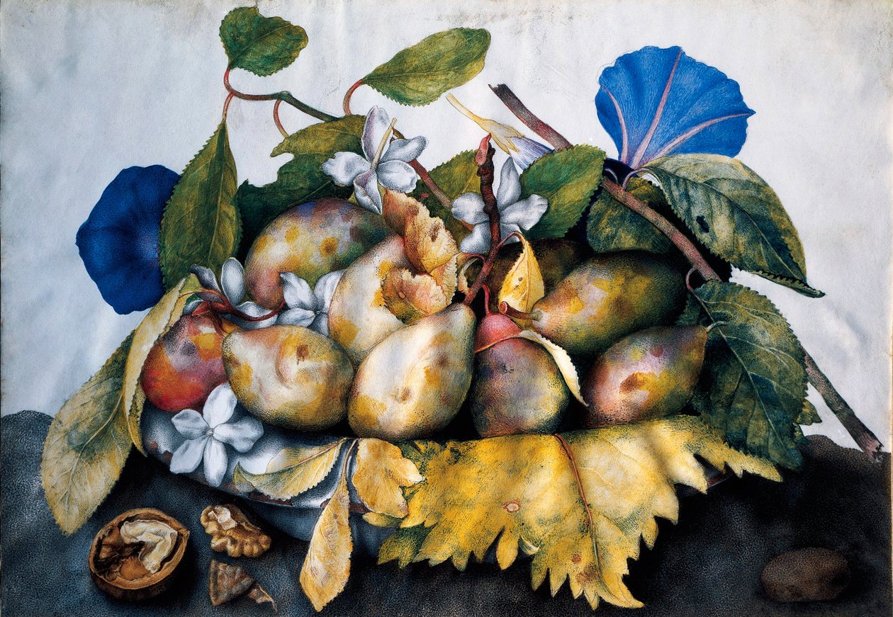 Plato de ciruelas, jazmín y nueces Pintura sobre pergamino de Giovanna Garzoni (1600-1670) de Giovanna Garzoni
