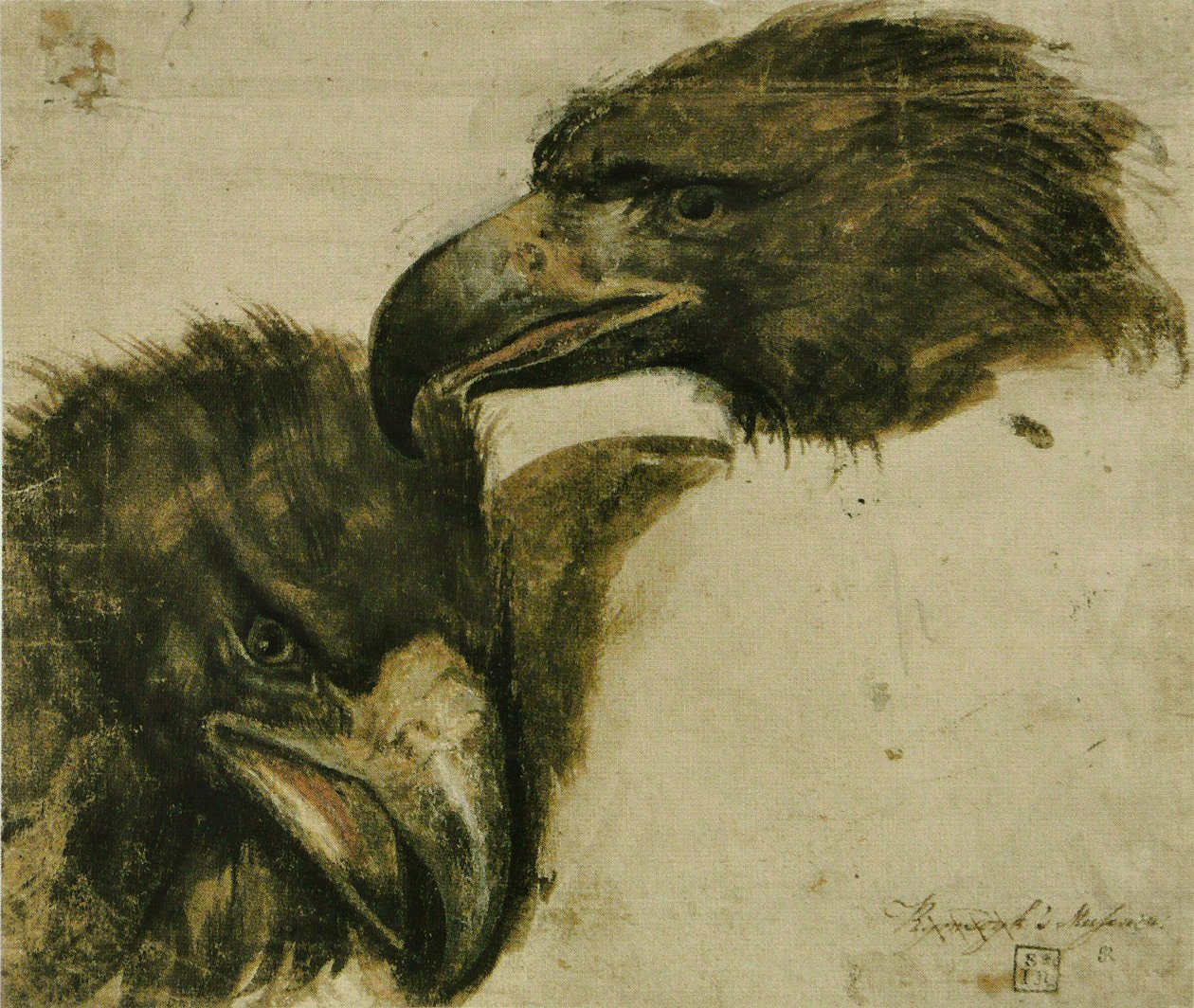 Dos estudios de cabeza de águila de Giovanni da Udine