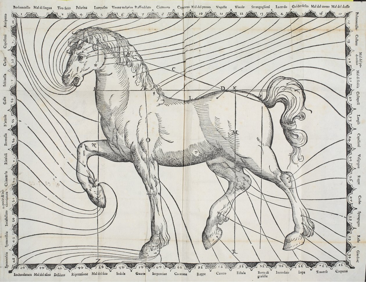Diagrama de puntos de sangría en un caballo de un libro antiguo sobre cría de caballos, 1570 de Giovanni Battista Ferraro