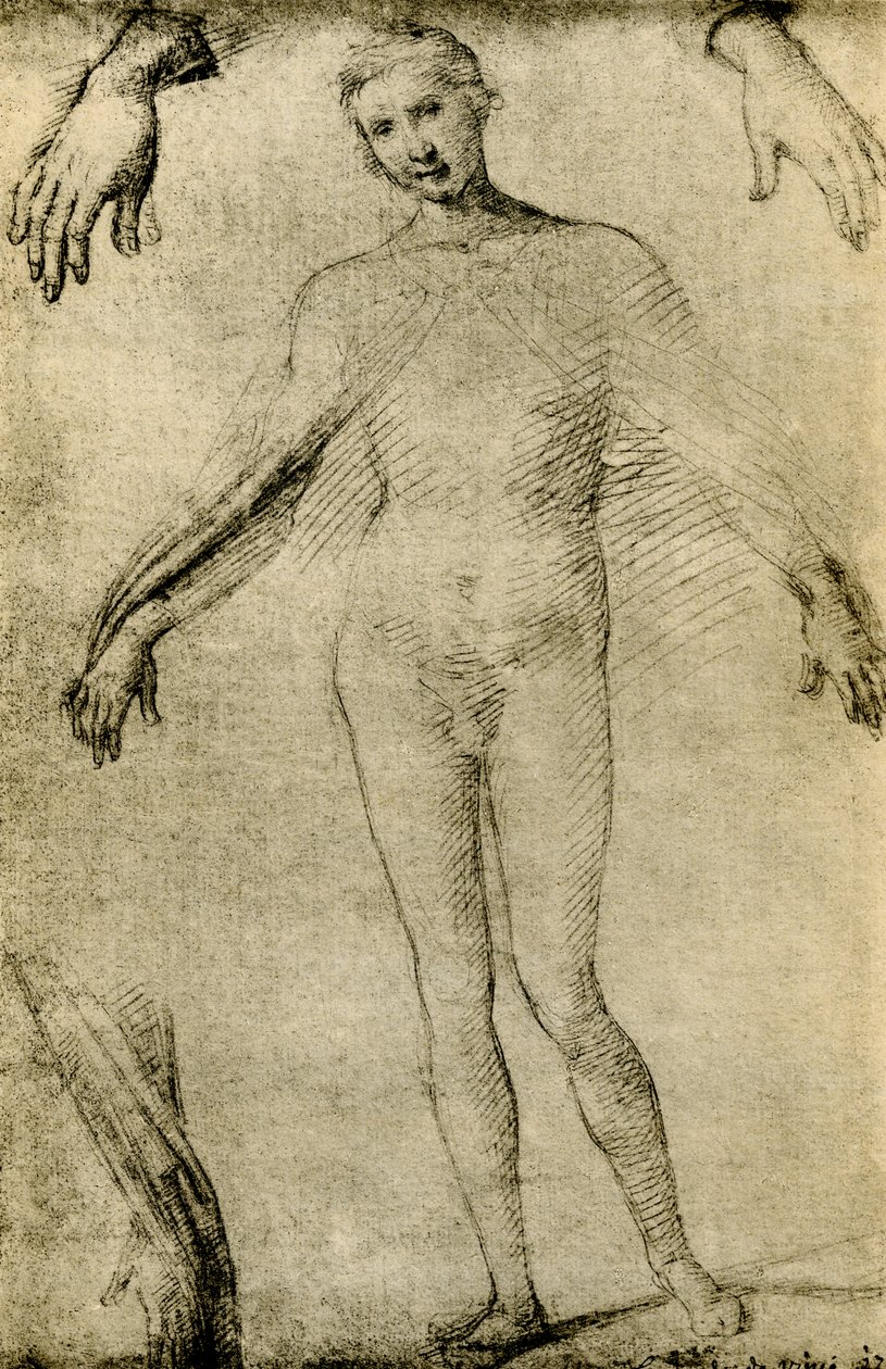 Estudio de modelo para una Virgen María como mater misericordiae de Giovanni Antonio Bazzi Sodoma
