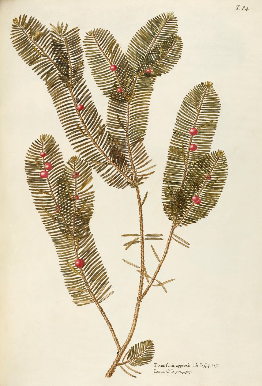 Tejo europeo (Taxus baccata), Taxaceae de Giovanni Antonio Bottione, acuarela de Giovanni Antonio Bottione