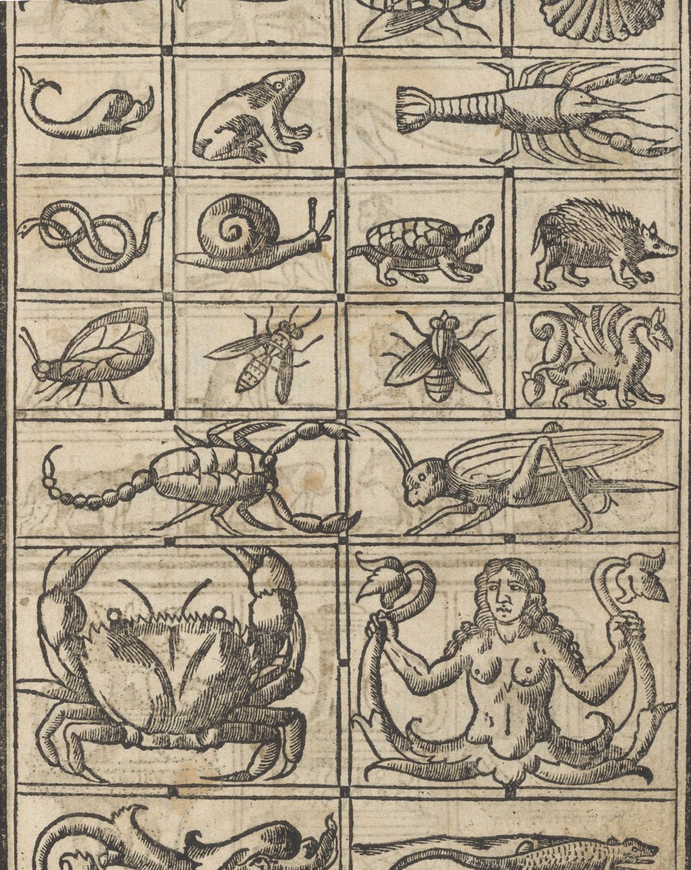 Essempio di recammi, página 11 recto de Giovanni Antonio Tagliente