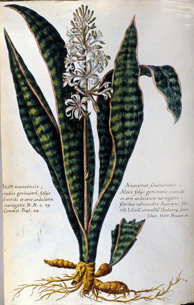 Aloe. Planta medicinal. Grabado - en "Historia botanica practica, seu plantarum, quae ad usum medicinae pertinent, nomenclatura, descriptio et virtutes... " de Giovanni Battista Morandi