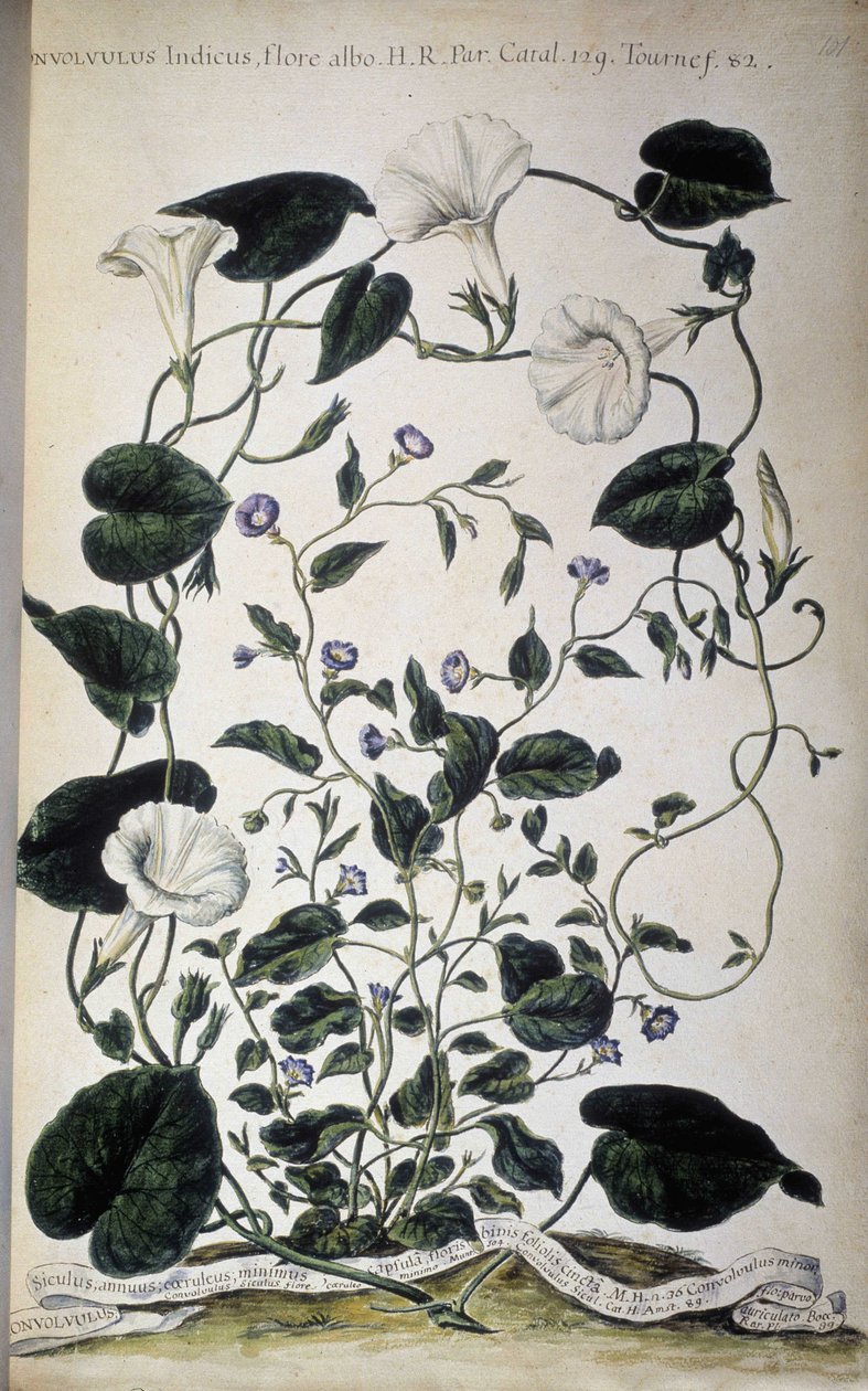 Tablero botánico: Variedades de correhuela. Variedades de Convolvulus (Convolvulus Indicus flora albo; Convolvulus Siculus). Giovanni Battista Morandi, Hortulus botanicus pictus sive collectio plantarum..., Volumen I de Giovanni Battista Morandi