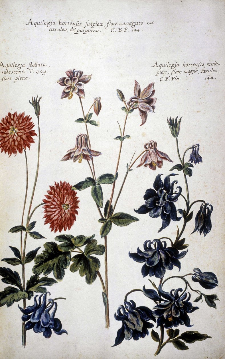 Tabla botánica: tres tipos de Ancolias (Aquilegia) - En "Historia botanica pratica, seu plantarum, quae ad usum medianae relevant, nomenclatura, descriptio et virtutes..." de Giovanni Battista Morandi (? - 1761) de Giovanni Battista Morandi