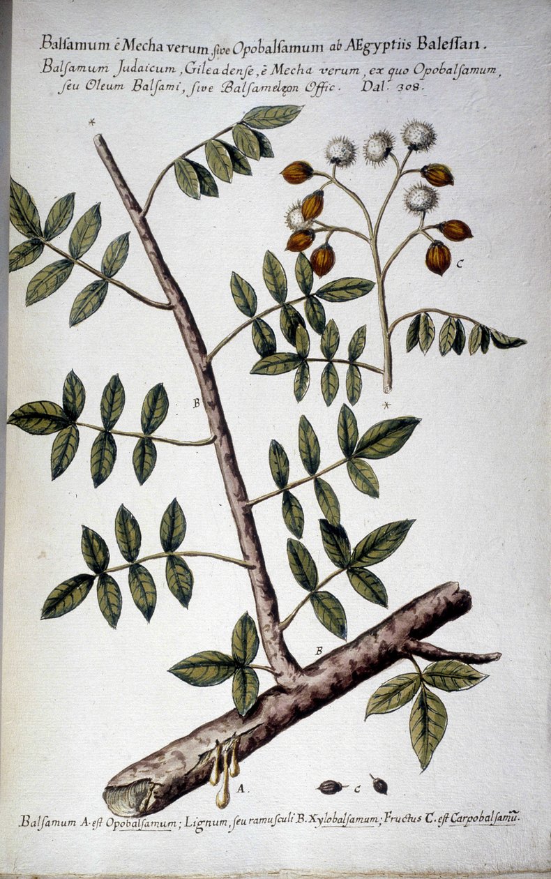 Opobalsamum (Rama con seve) - En "Historia botanica pratica, seu plantarum, quae ad usum medianae relevant, nomenclatura, descriptio et virtutes..." de Giovanni Battista Morandi (? - 1761) de Giovanni Battista Morandi