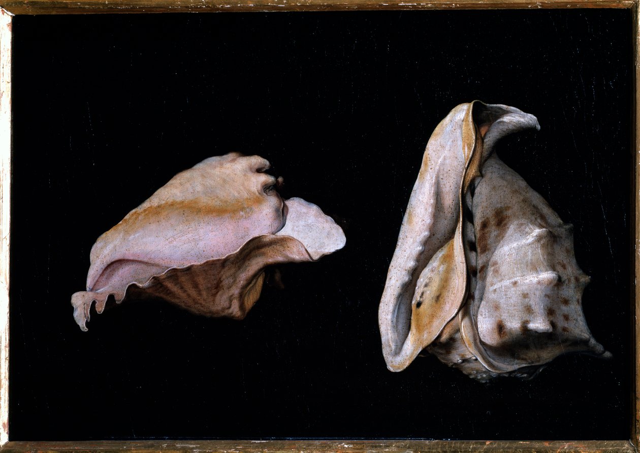 Dos conchas (Naturaleza muerta con conchas marinas) de Giovanni Girolamo Savoldo