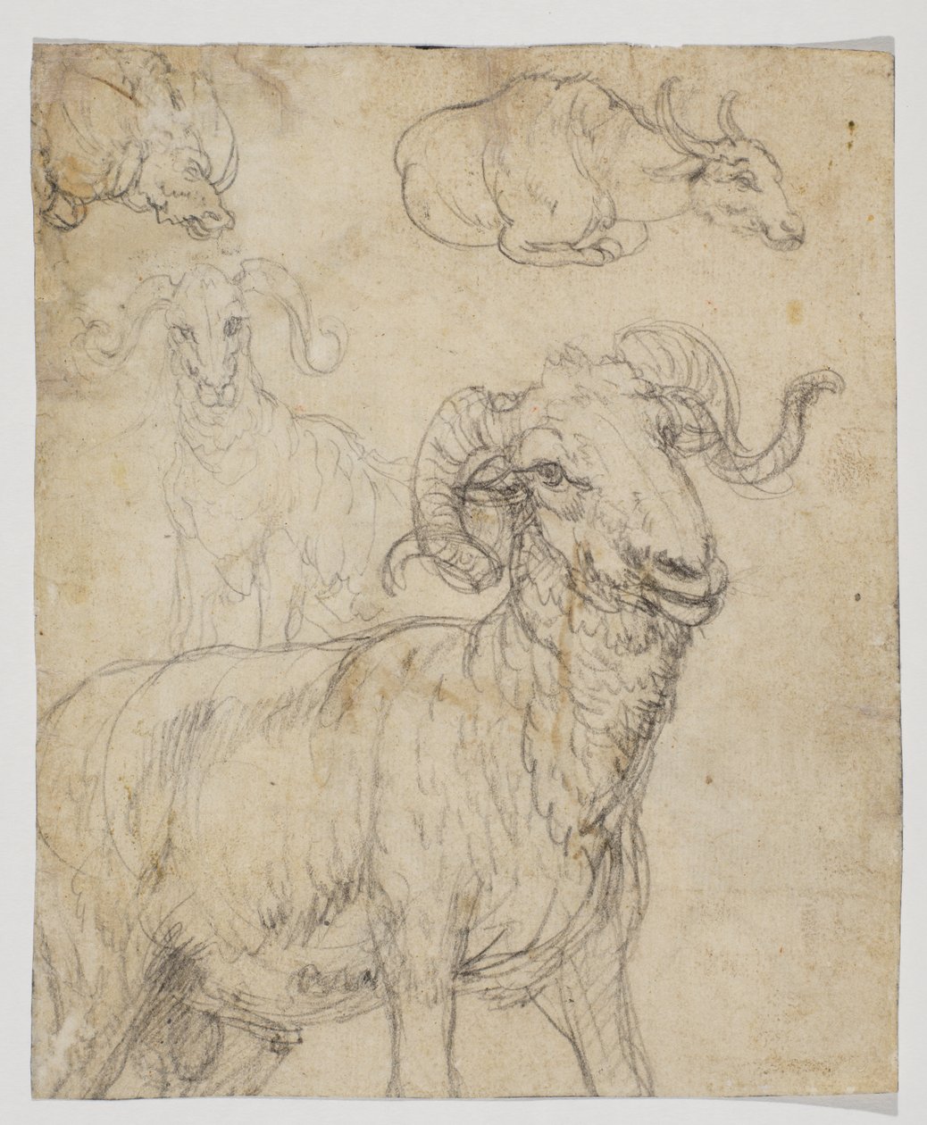 Carnero y búfalo, reverso de Giovanni da Udine (after)