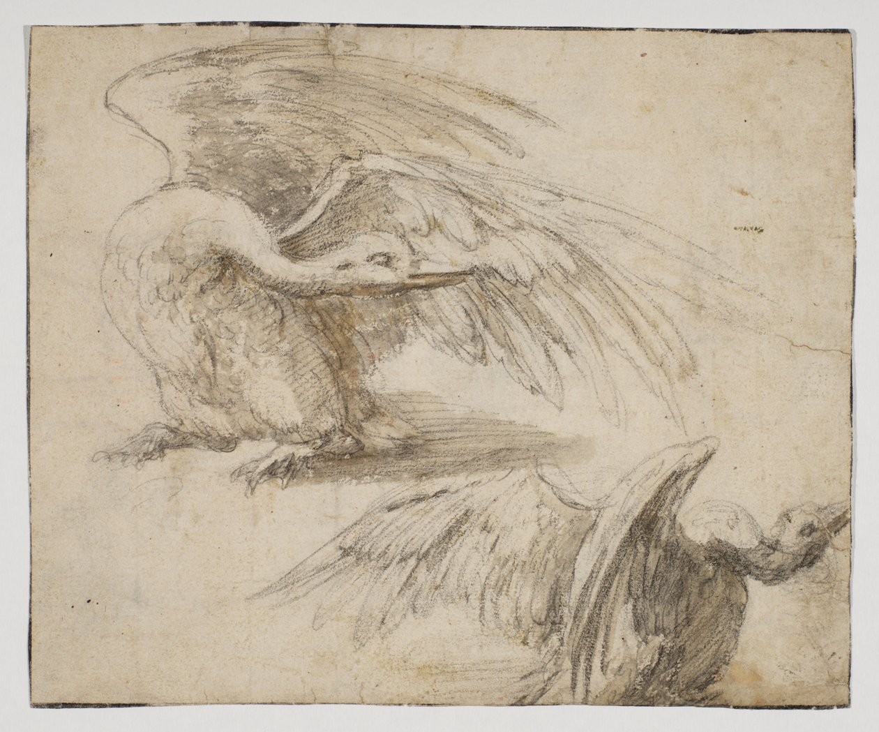 Dos cisnes (recto) de Giovanni da Udine (after)