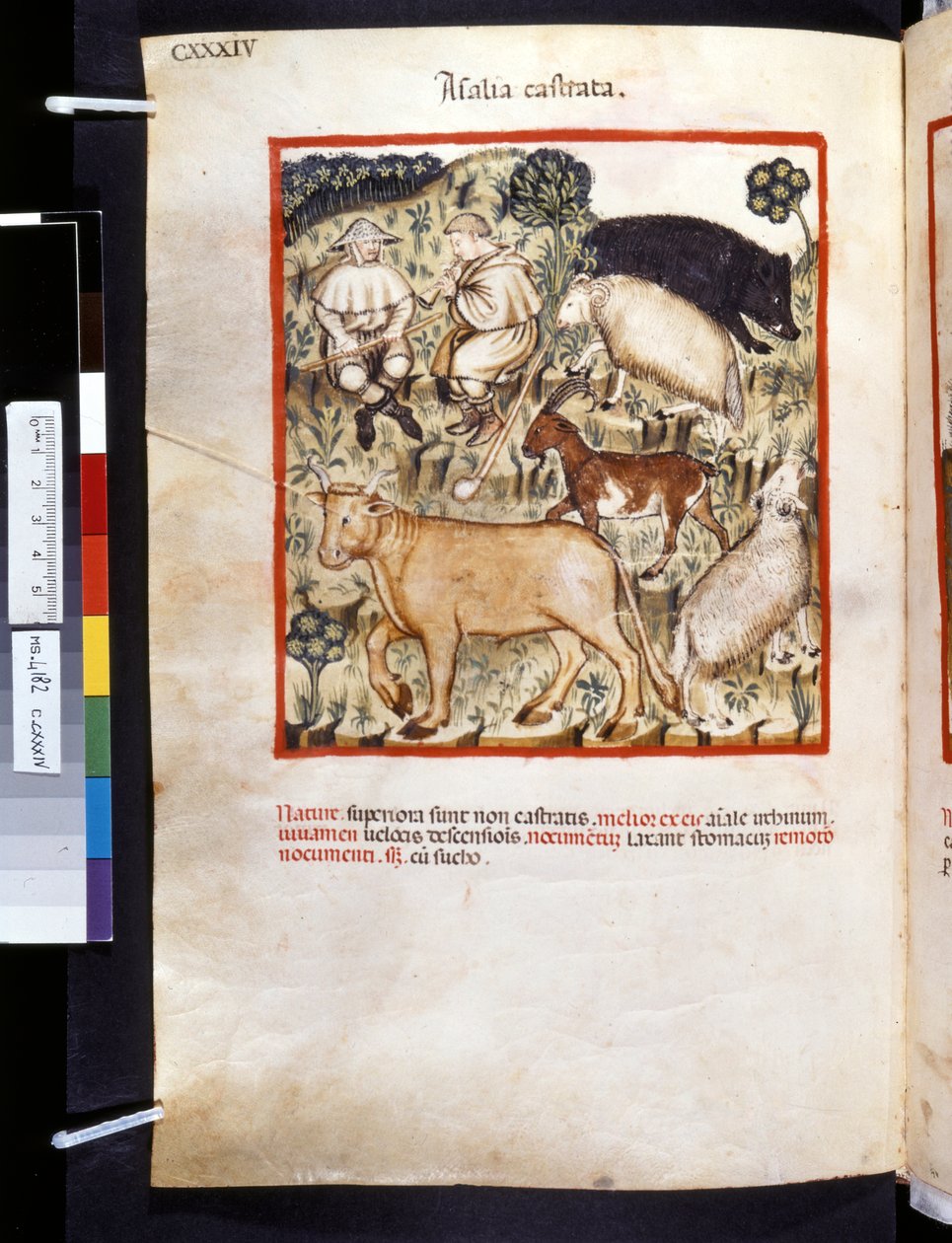 Theatrum sanitatis de Ububchasym de Baldach: "Animalia Castrata", primera década del siglo XIV (miniatura) de Giovannino de