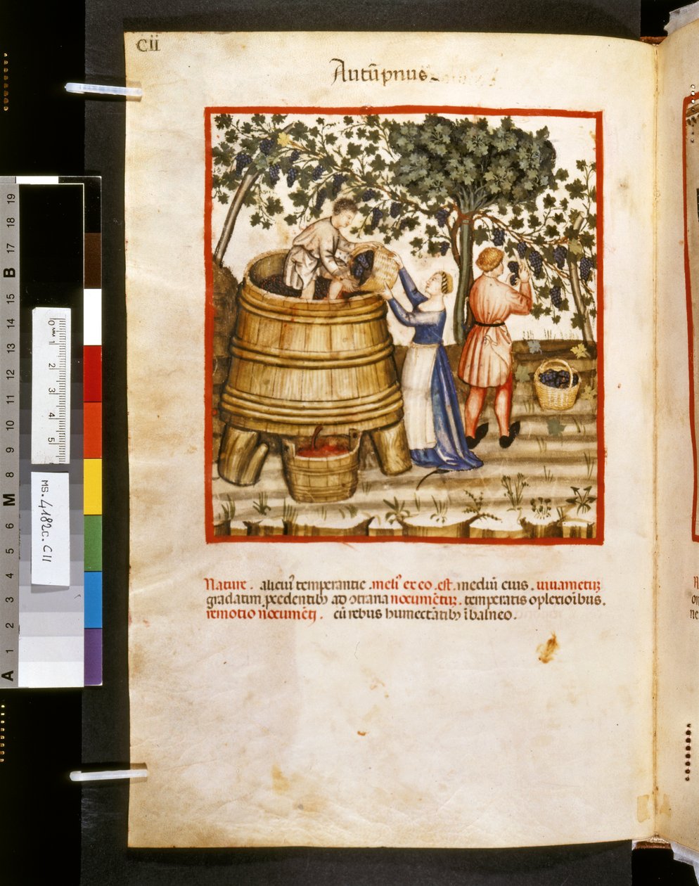 Theatrum sanitatis de Ububchasym de Baldach: "Autupnus", primera década del siglo XIV (miniatura) de Giovannino de
