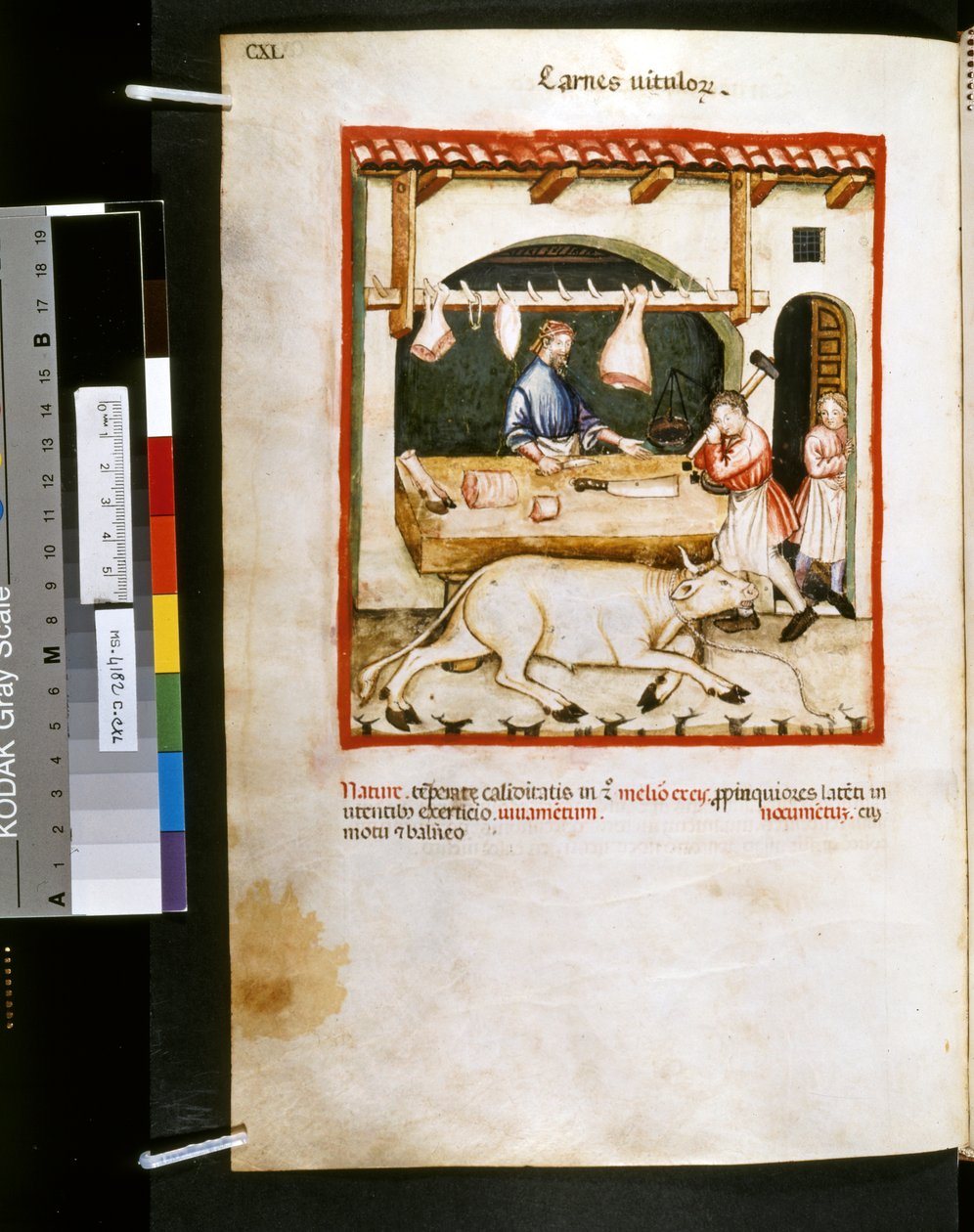 Theatrum sanitatis de Ububchasym de Baldach: "Carnes Vitulorum", primera década del siglo XIV (miniatura) de Giovannino de