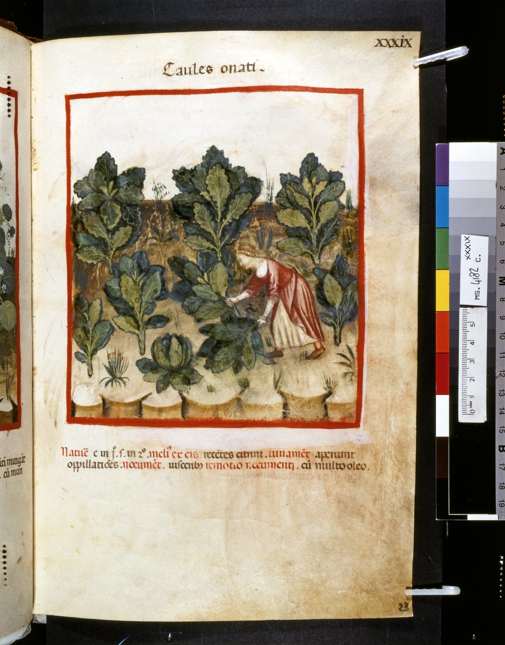 Theatrum sanitatis de Ububchasym de Baldach: "Caules Onati", primera década del siglo XIV (miniatura) de Giovannino de