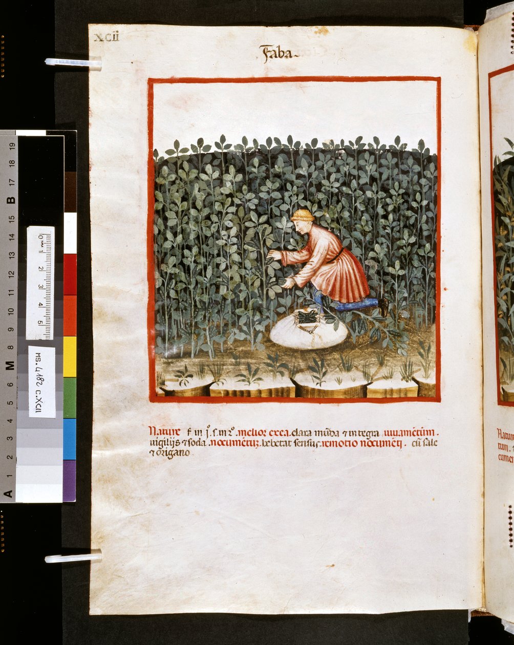 Theatrum sanitatis de Ububchasym de Baldach: "Faba", primera década del siglo XIV (miniatura) de Giovannino de