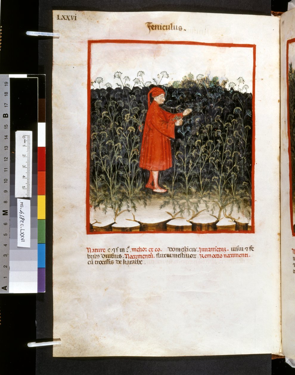 Theatrum sanitatis de Ububchasym de Baldach: "Feniculus", primera década del siglo XIV (miniatura) de Giovannino de