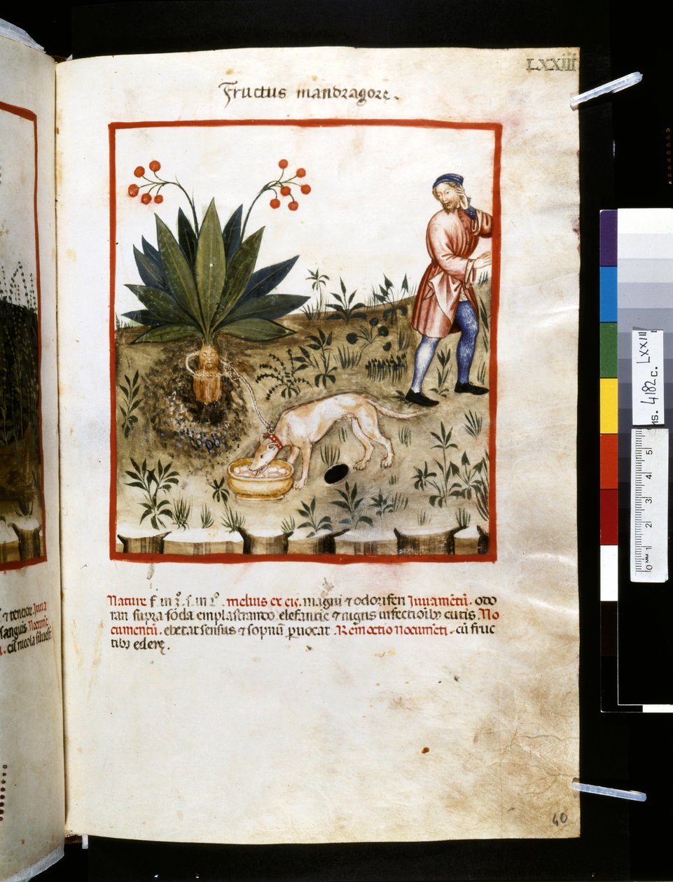 Theatrum sanitatis de Ububchasym de Baldach: "Fructus Mandragorae", primera década del siglo XIV (miniatura) de Giovannino de