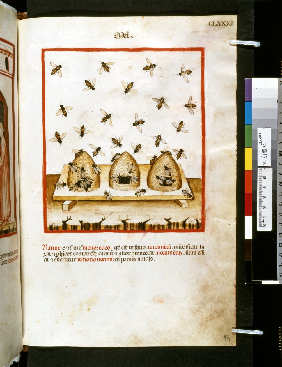 Theatrum sanitatis de Ububchasym de Baldach: "Mel", primera década del siglo XIV (miniatura) de Giovannino de