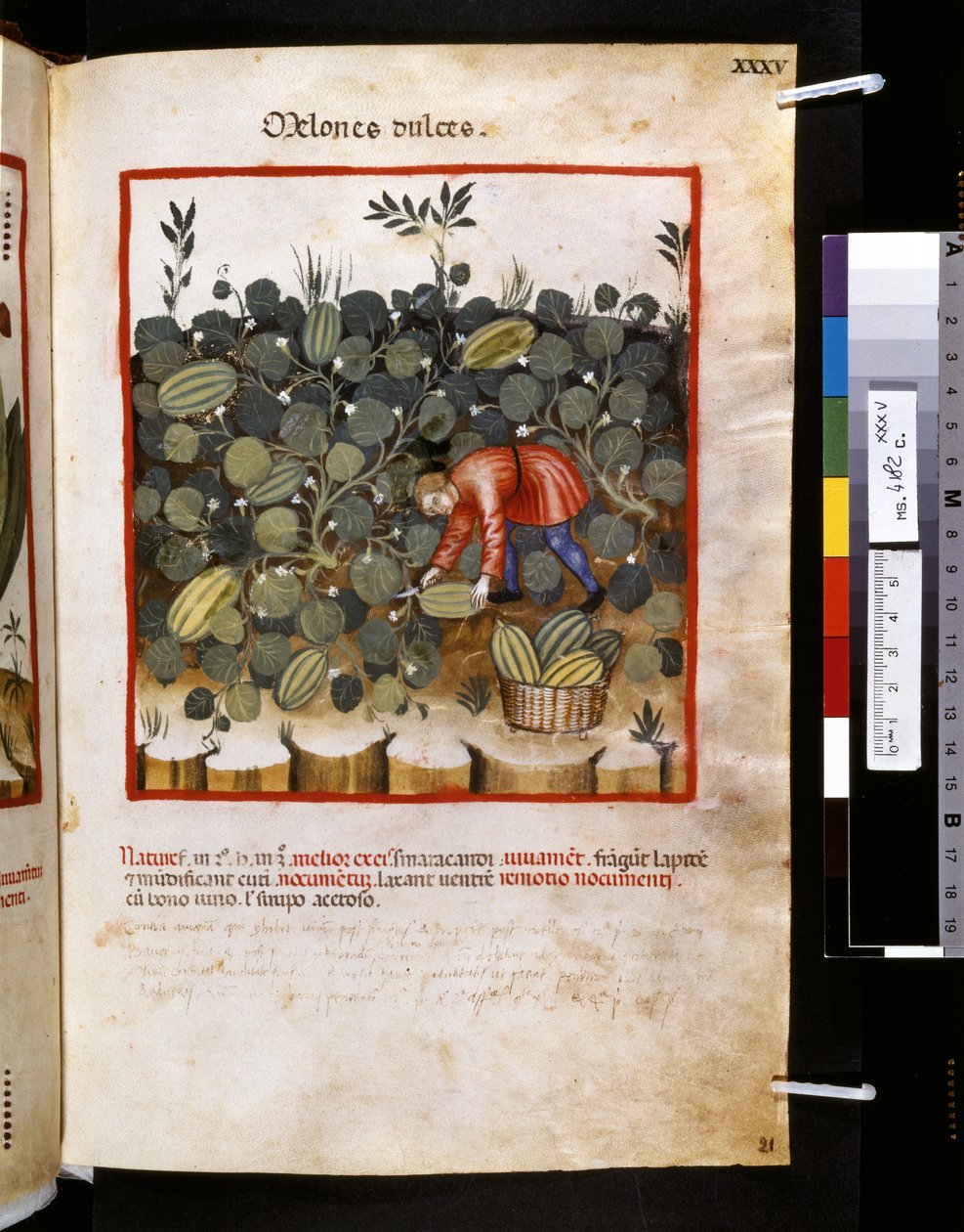 Theatrum sanitatis de Ububchasym de Baldach: "Melones dulces", primera década del siglo XIV (miniatura) de Giovannino de