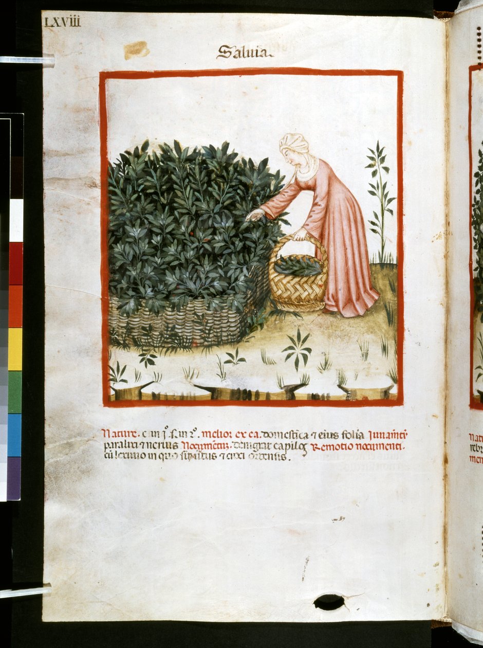 Theatrum sanitatis de Ububchasym de Baldach: "Salvia", primera década del siglo XIV (miniatura) de Giovannino de