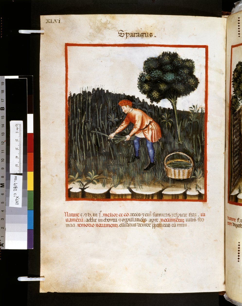 Theatrum sanitatis de Ububchasym de Baldach: "Sparagus", primera década del siglo XIV (miniatura) de Giovannino de