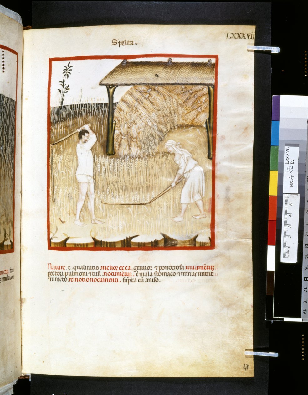Theatrum sanitatis de Ububchasym de Baldach: "Spelta", primera década del siglo XIV (miniatura) de Giovannino de