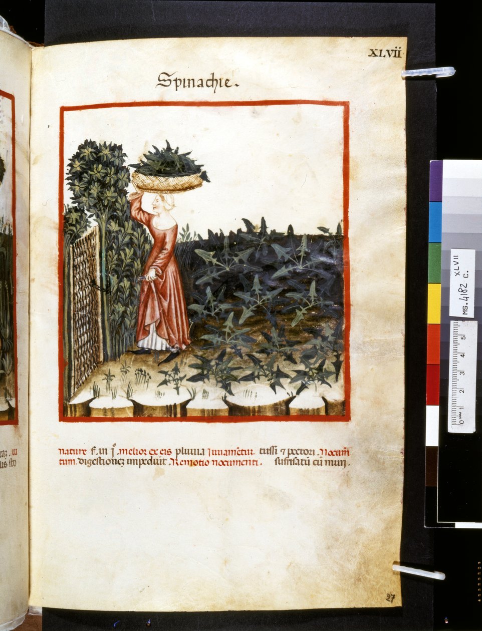 Theatrum sanitatis de Ububchasym de Baldach: "Spinachie", primera década del siglo XIV (miniatura) de Giovannino de