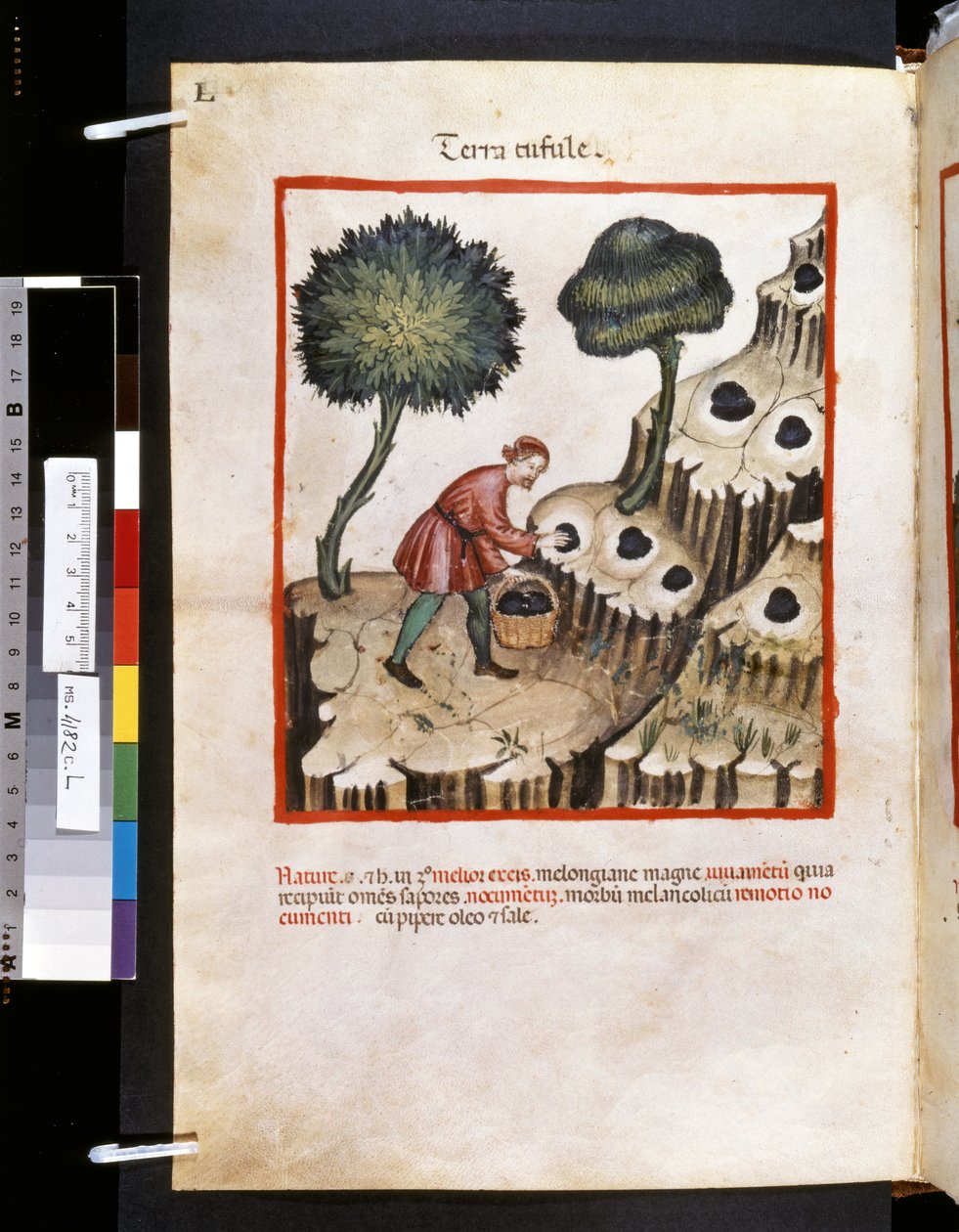Theatrum sanitatis de Ububchasym de Baldach: "Terra Tufule", primera década del siglo XIV (miniatura) de Giovannino de