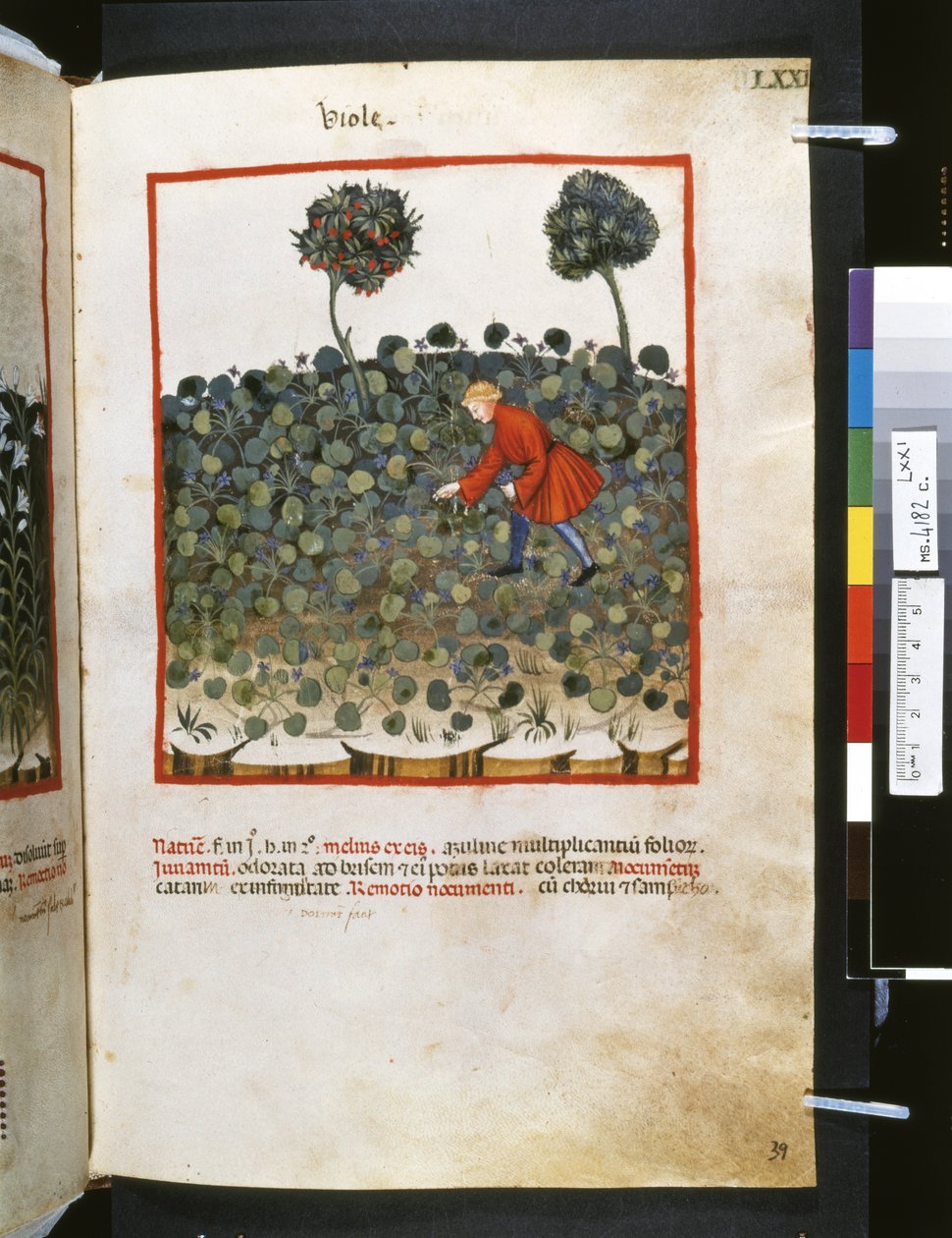 Theatrum sanitatis de Ububchasym de Baldach: "Viole", primera década del siglo XIV (miniatura) de Giovannino de