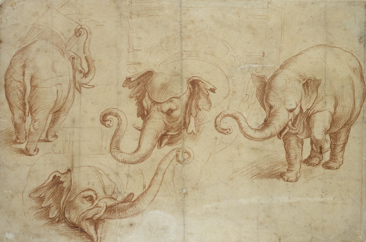 Cuatro estudios de un elefante de Giulio Romano