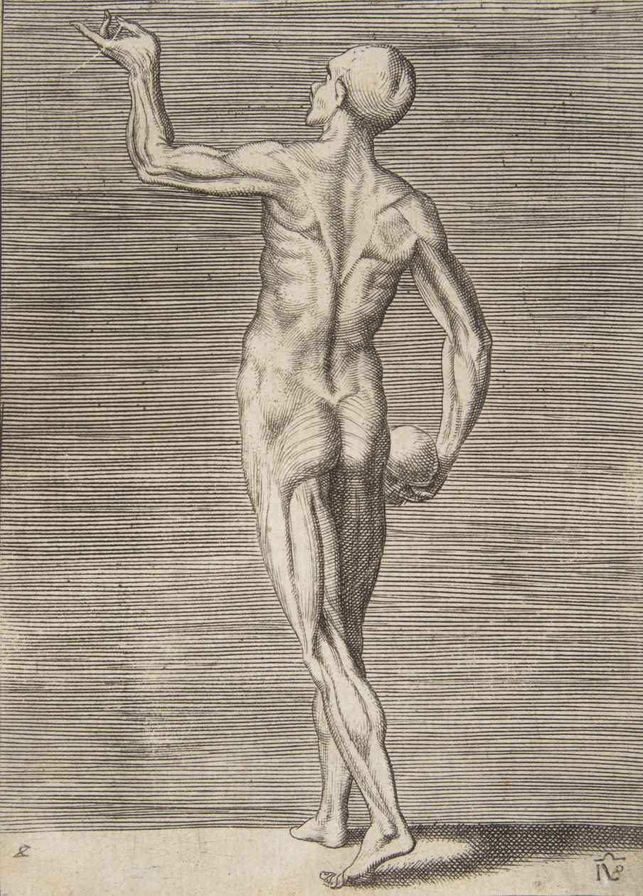 Hombre visto desde atrás, sosteniendo una calavera en su mano derecha, siglo XVI de Giulio Bonasone