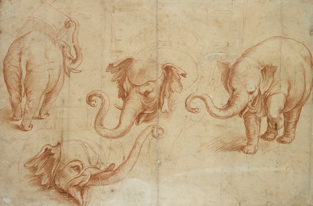Cuatro estudios de un elefante de Giulio Romano