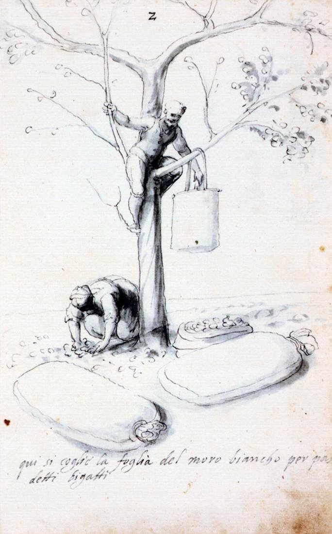 Tratado sobre la cultura y fabricación de la seda de Giuseppe Arcimboldo