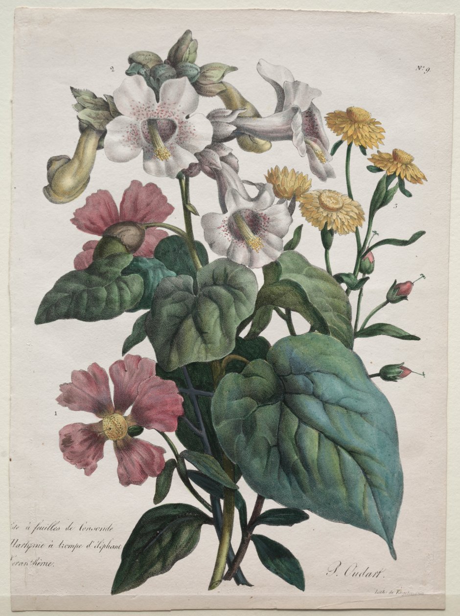 Martynia o Planta Unicornio de Godefroy Engelmann
