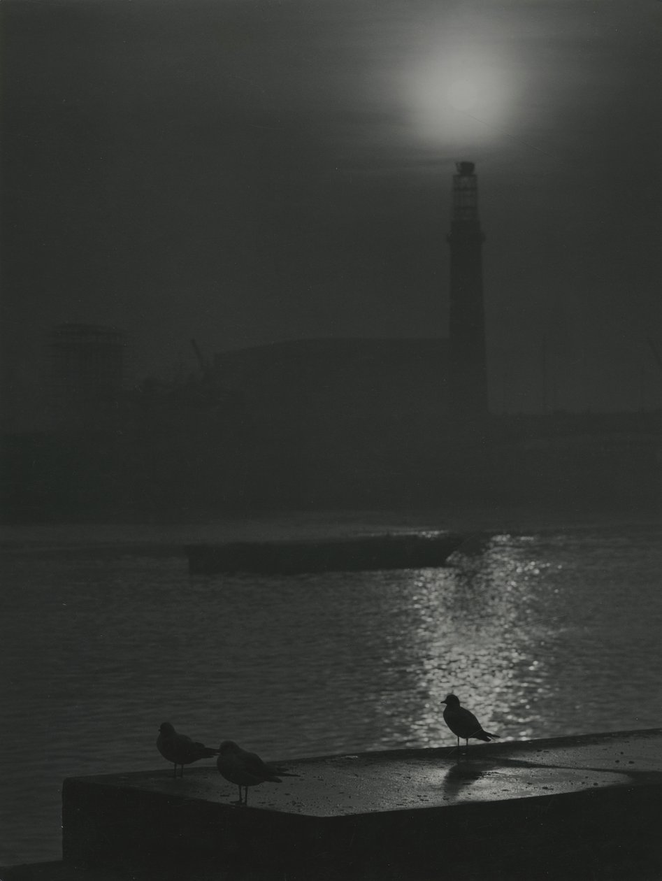 Siluetas de gaviotas al atardecer cerca del río Támesis de Godfrey Macdominic