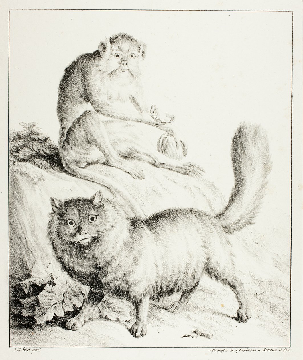 Gato y mono de Gottfried Engelmann