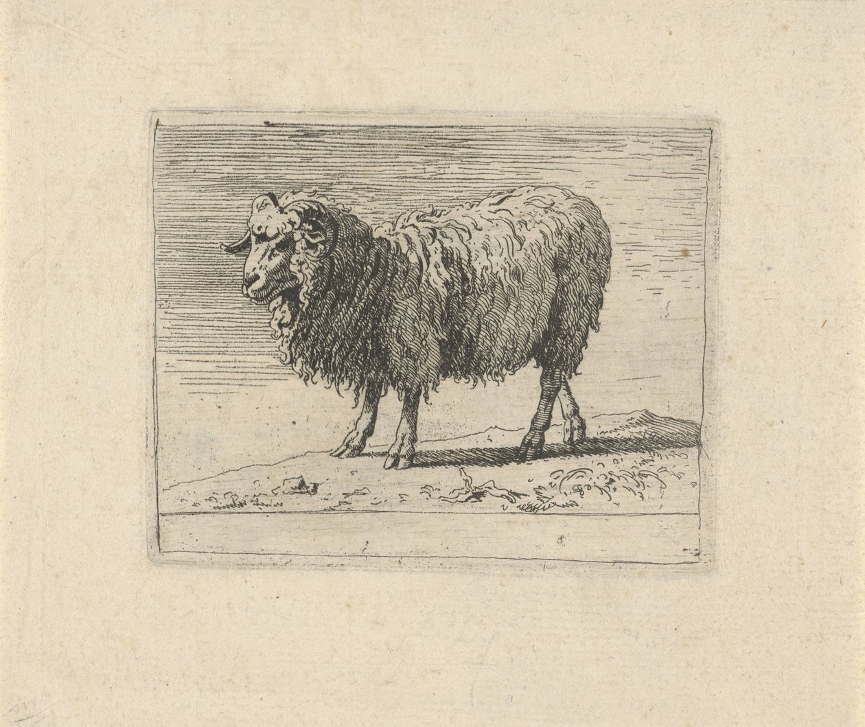 Ram
Diverse dieren (título de la serie) de Govert van der Leeuw