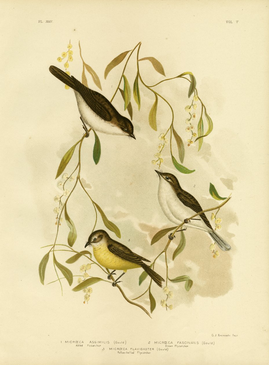 Papamoscas aliado, 1891 de Gracius Broinowski