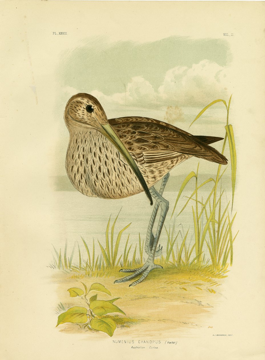 Zarapito Australiano o Zarapito del Lejano Oriente, 1891 de Gracius Broinowski
