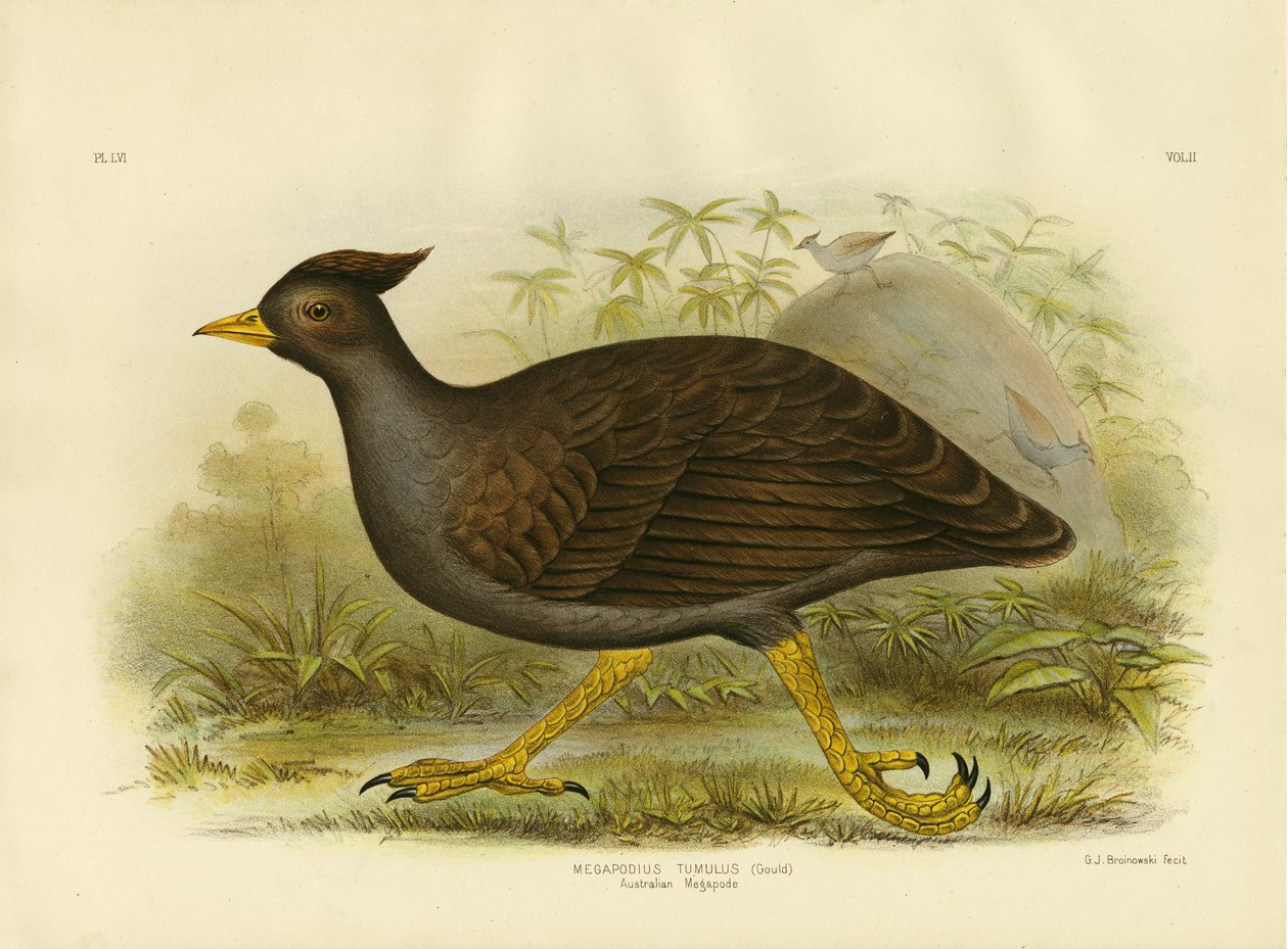 Megápodo australiano, 1891 de Gracius Broinowski