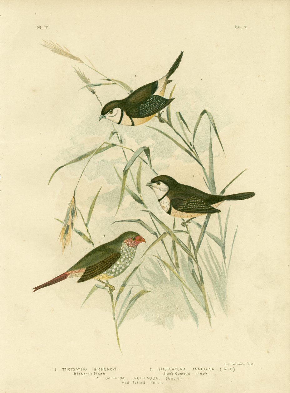 Pinzón de Bicheno, 1891 de Gracius Broinowski