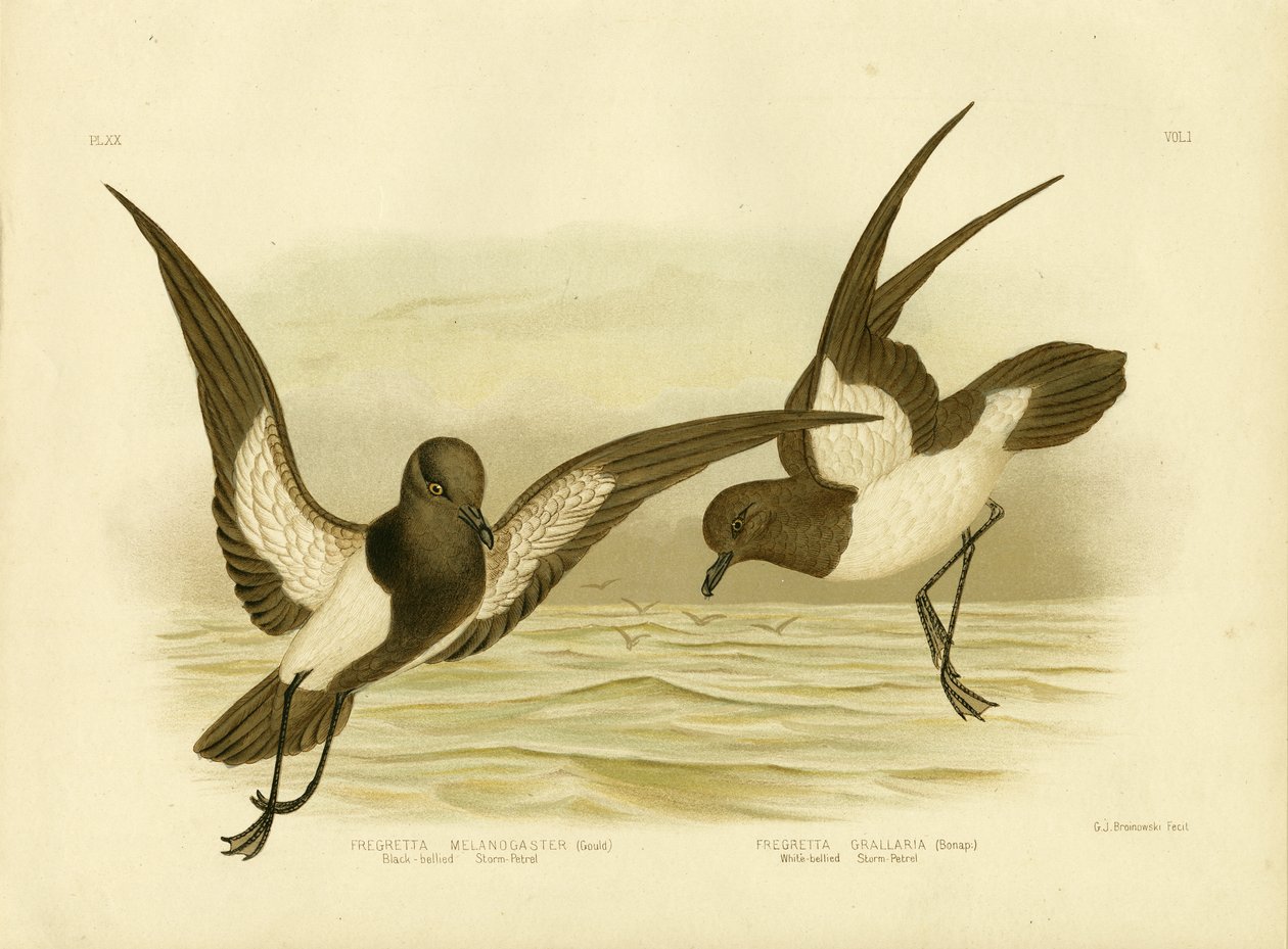 Petrel de Tormenta de Vientre Negro, 1891 de Gracius Broinowski