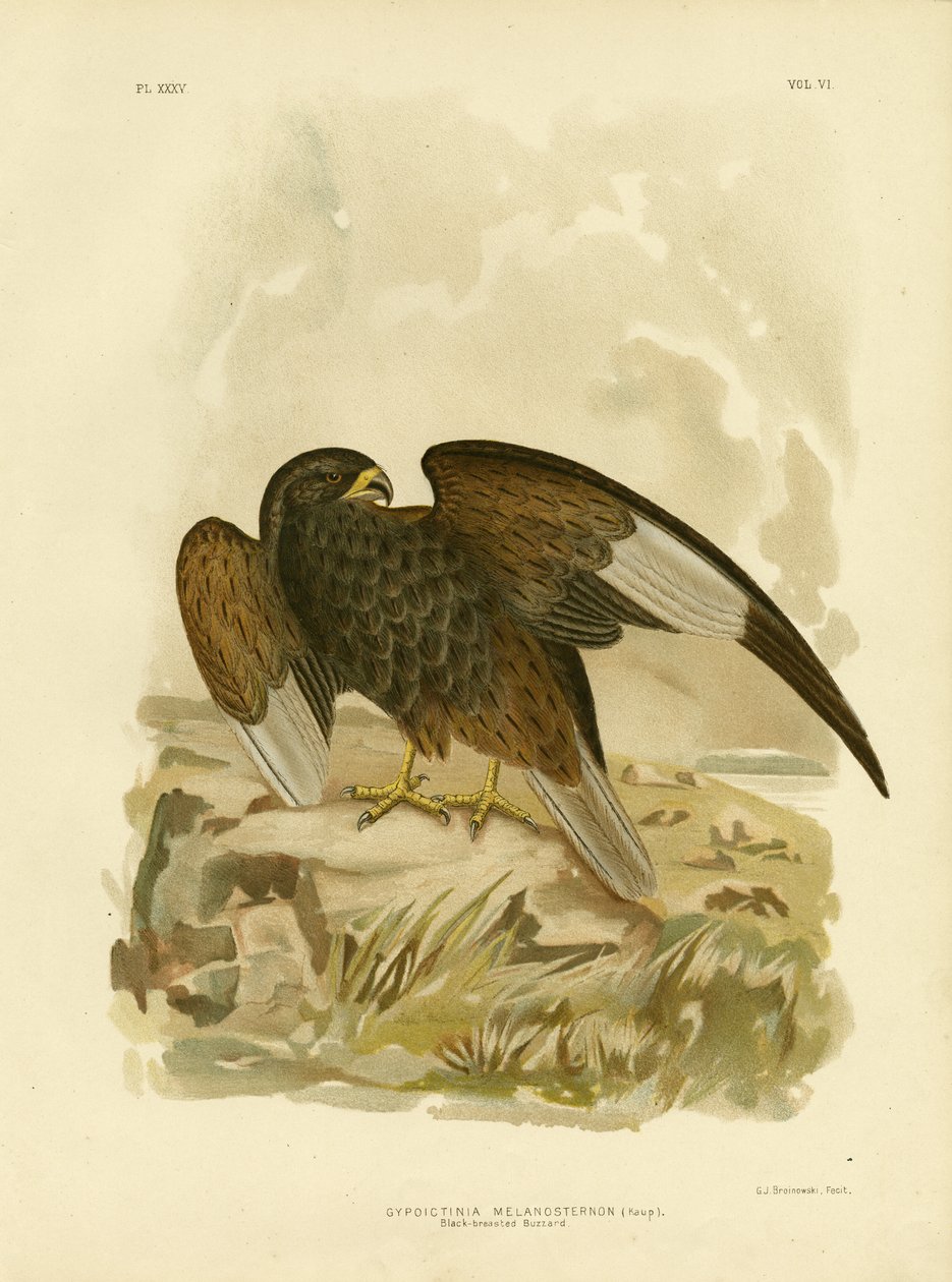 Busardo de pecho negro, 1891 de Gracius Broinowski