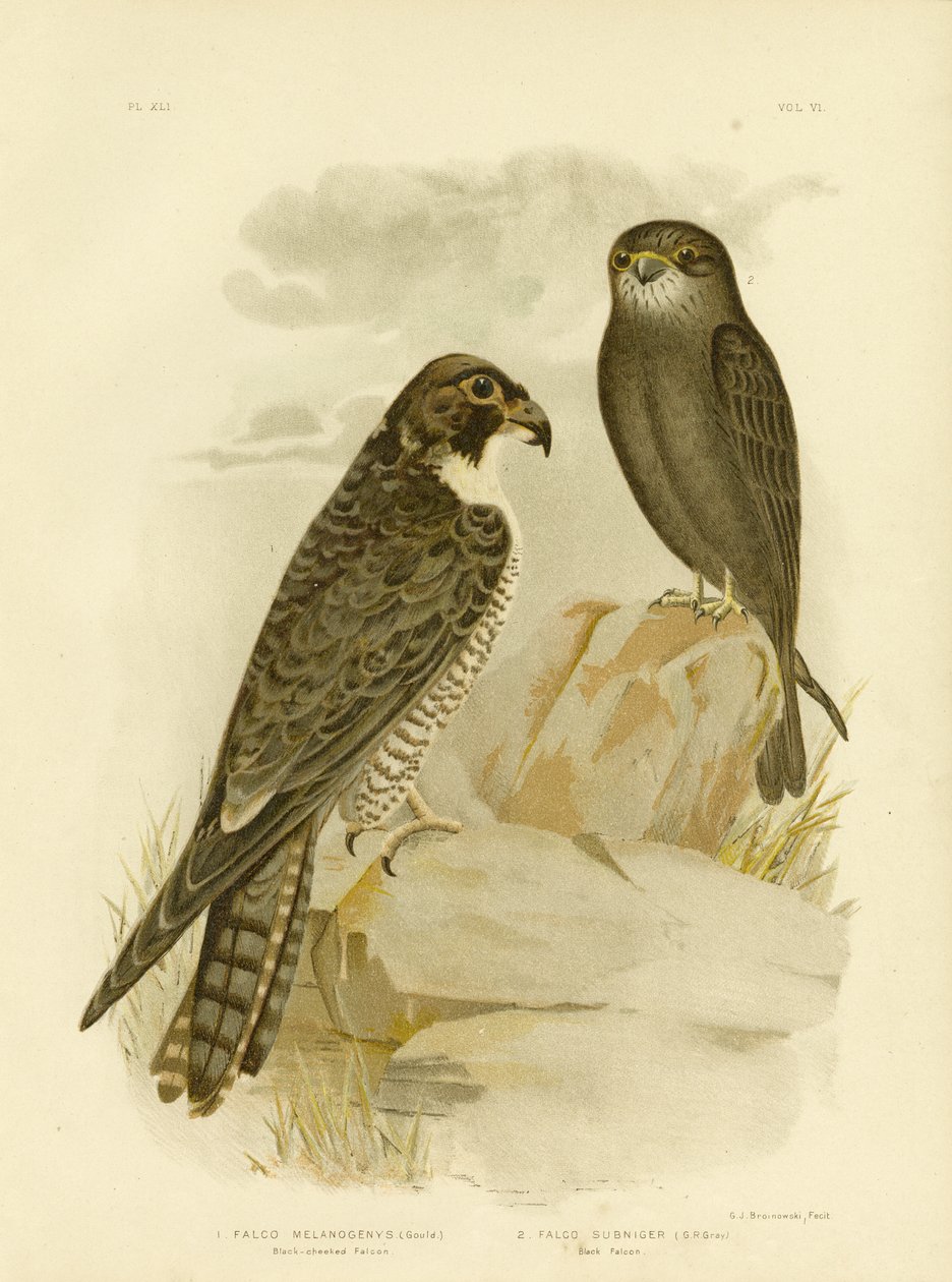 Halcón de mejillas negras, 1891 de Gracius Broinowski