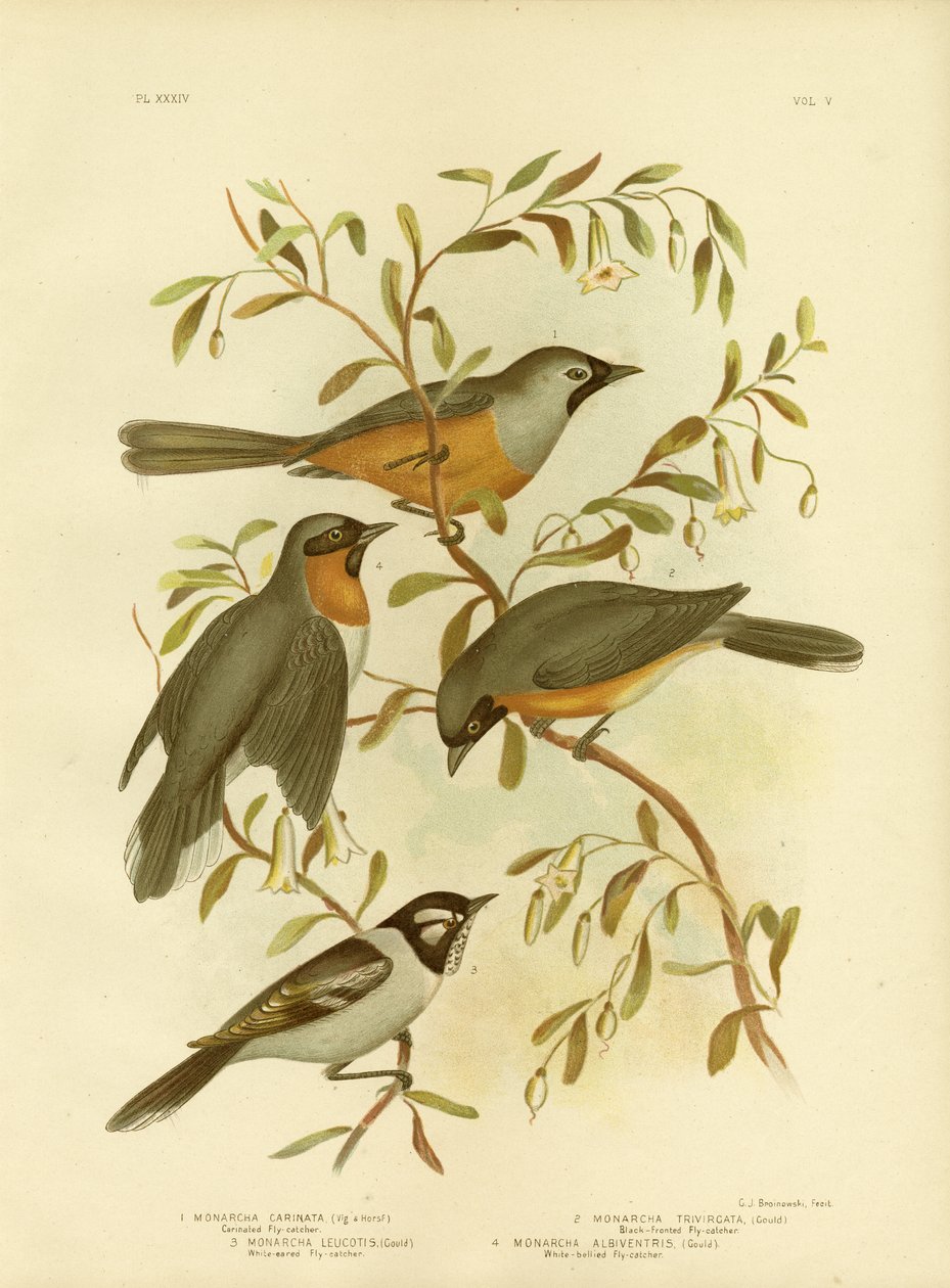 Papamoscas Carinado o Monarca de Cara Negra, 1891 de Gracius Broinowski