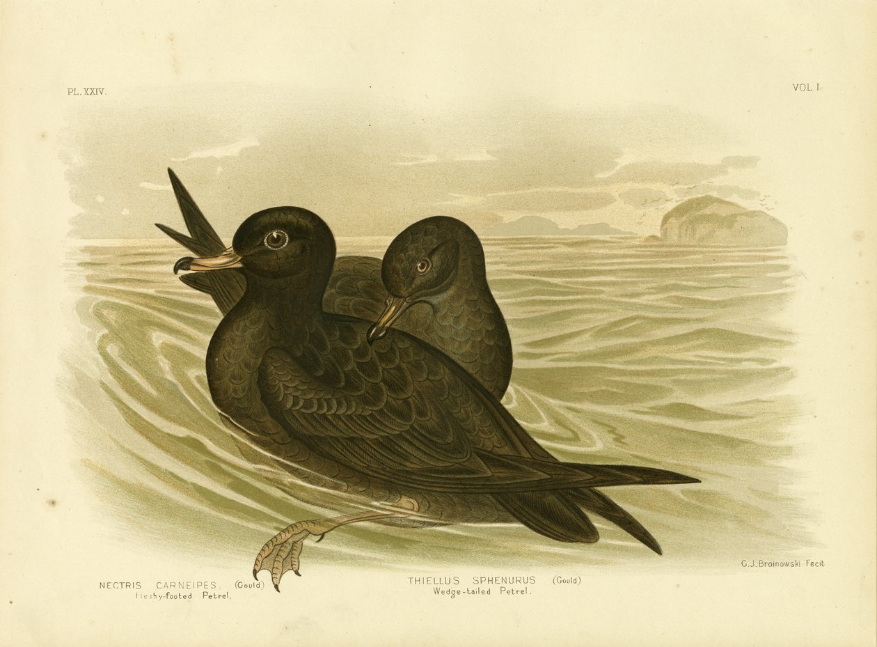 Petrel de Pies Carnosos, 1891 de Gracius Broinowski