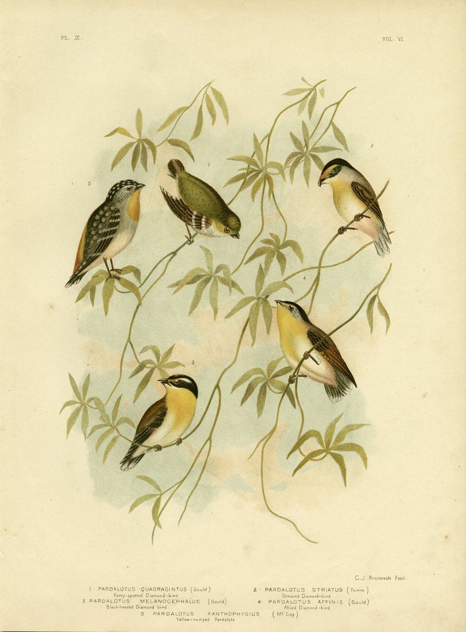 Diamante de cuarenta manchas o Pardalote de cuarenta manchas, 1891 de Gracius Broinowski