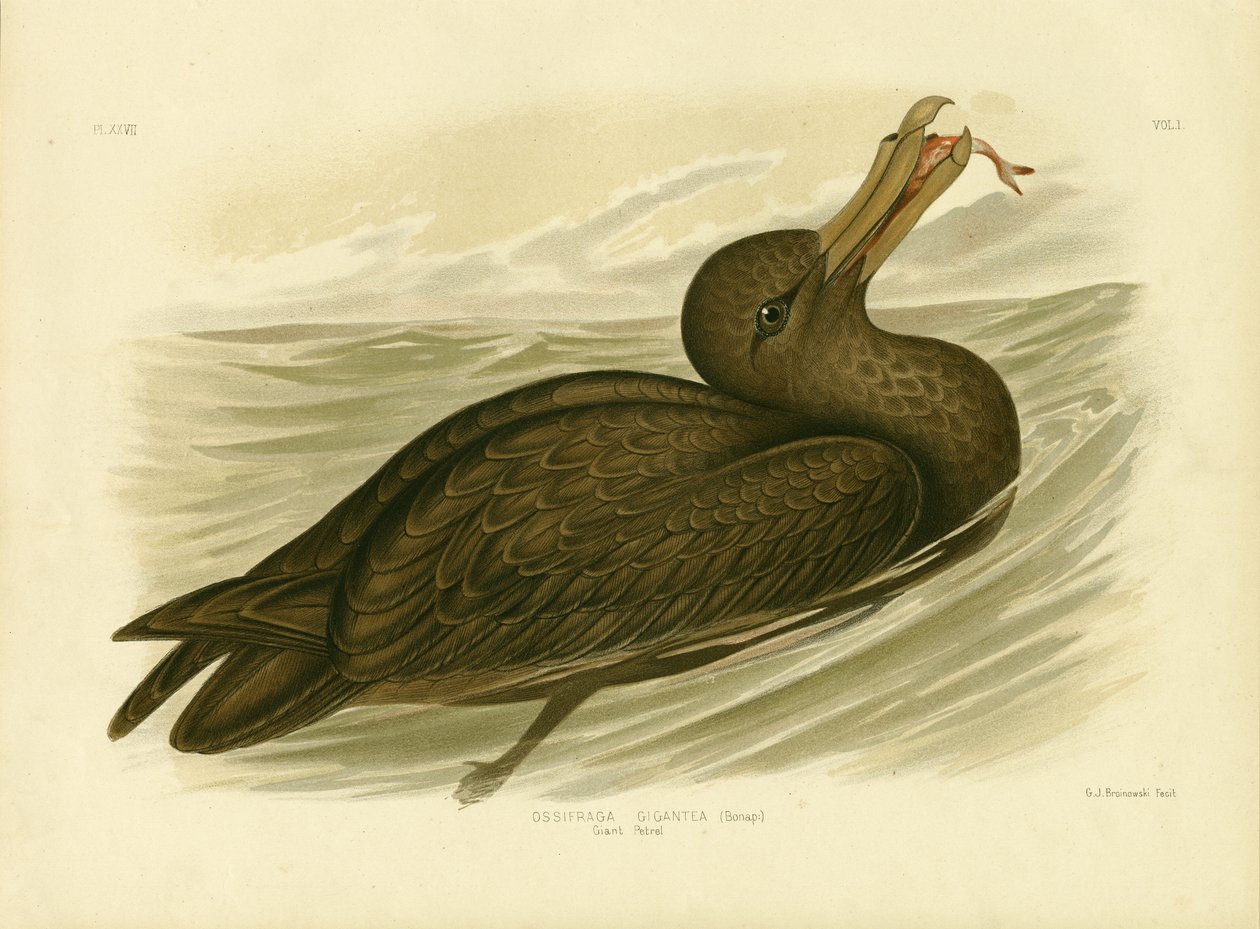 Petrel gigante, 1891 de Gracius Broinowski