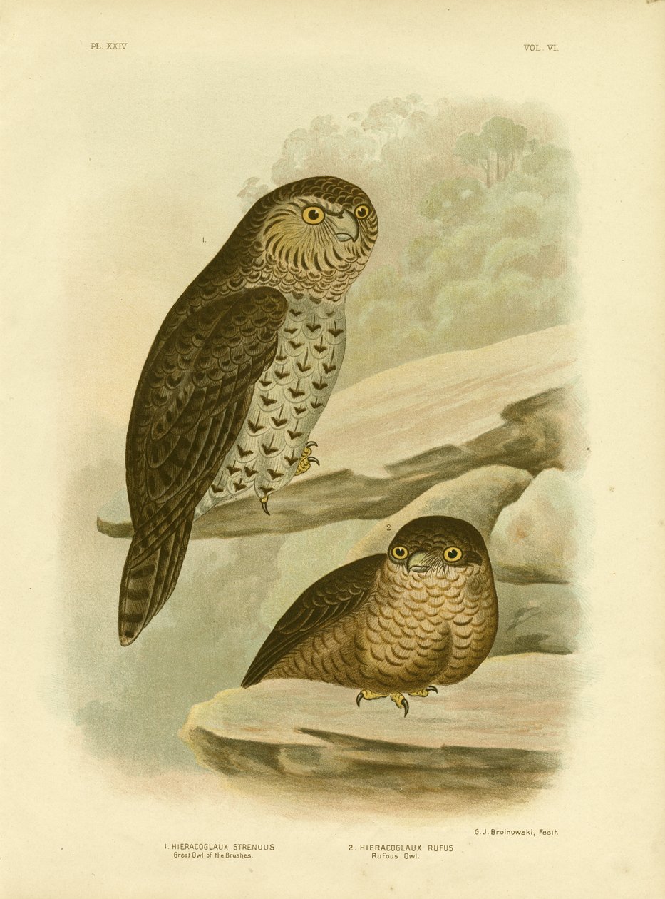 Gran búho de los pinceles o búho poderoso, 1891 de Gracius Broinowski